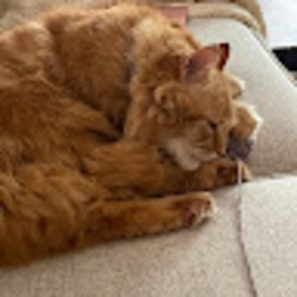 Meet your Posher, Constance - Picture 1 of 1